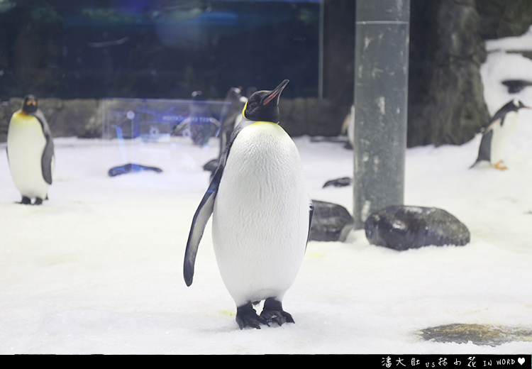 悉尼水族館12