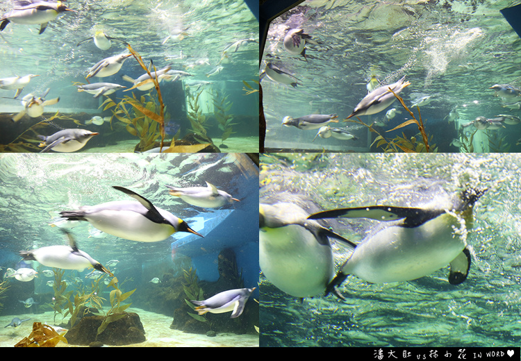 悉尼水族館11