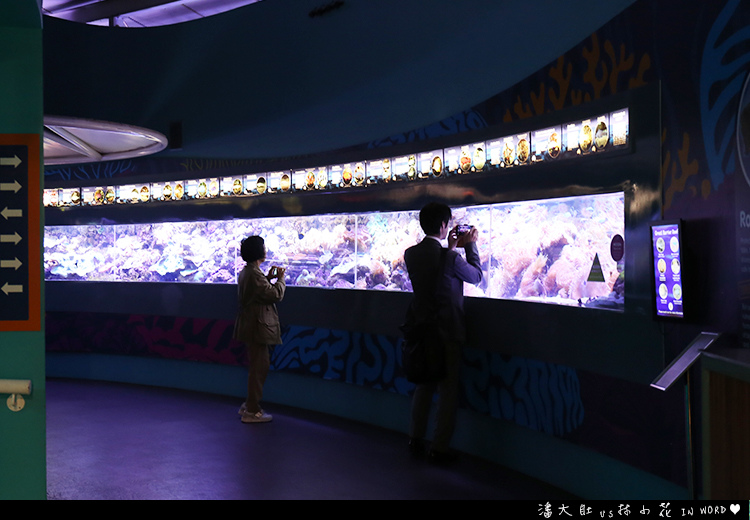 悉尼水族館13 悉尼水族館13
