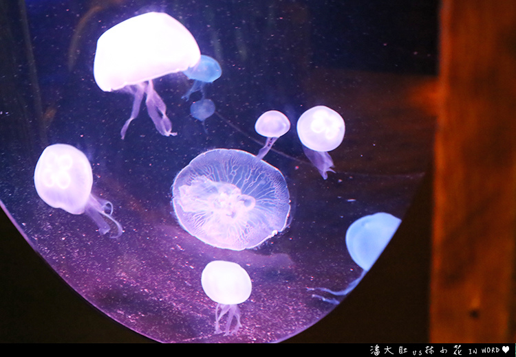 悉尼水族館18