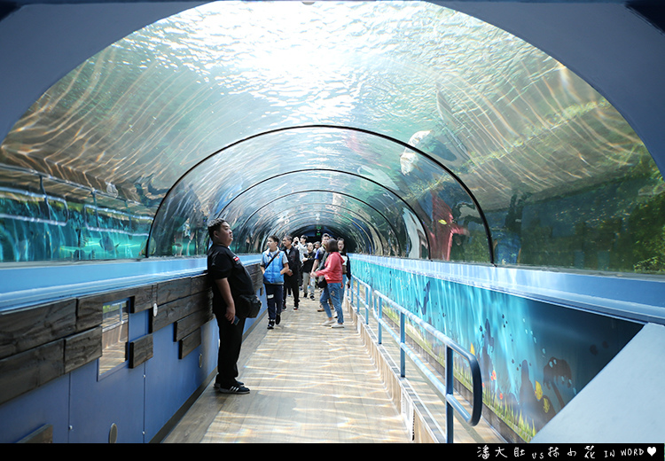 悉尼水族館22