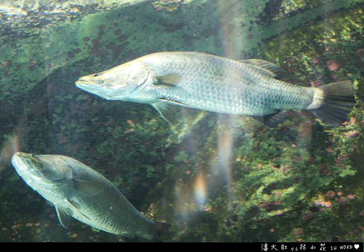 悉尼水族館24