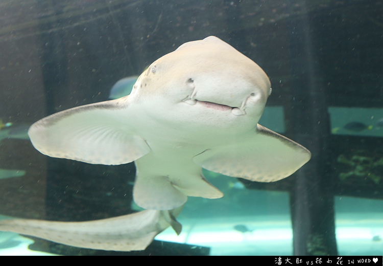 悉尼水族館25