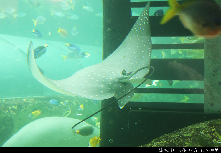 悉尼水族館26 悉尼水族館26