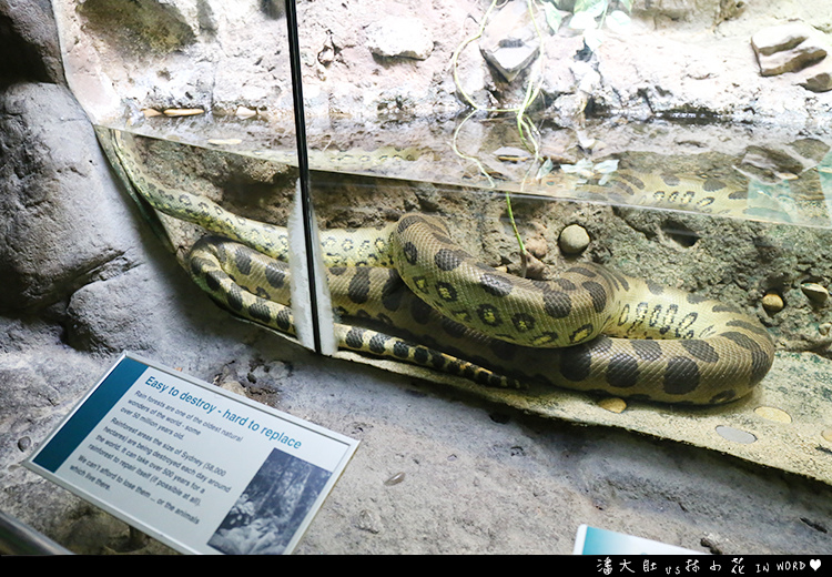 塔龍加動物園20