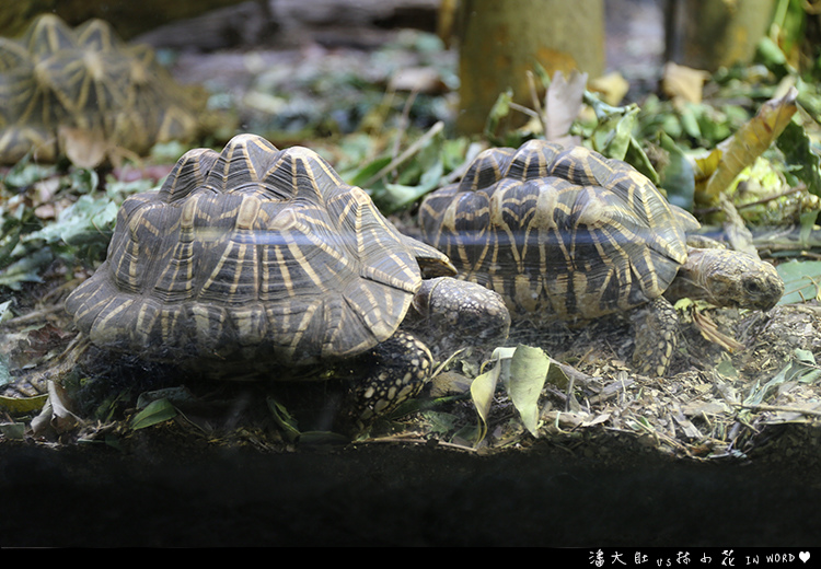 塔龍加動物園21