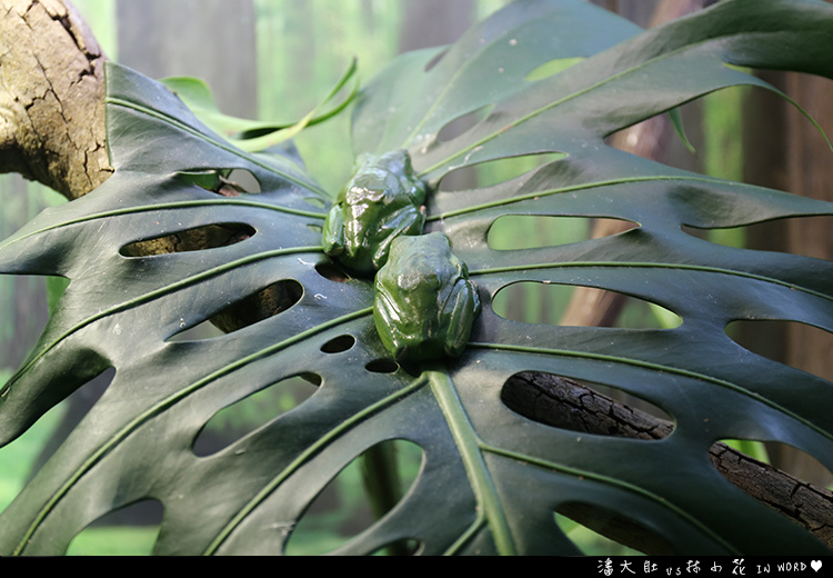 塔龍加動物園22