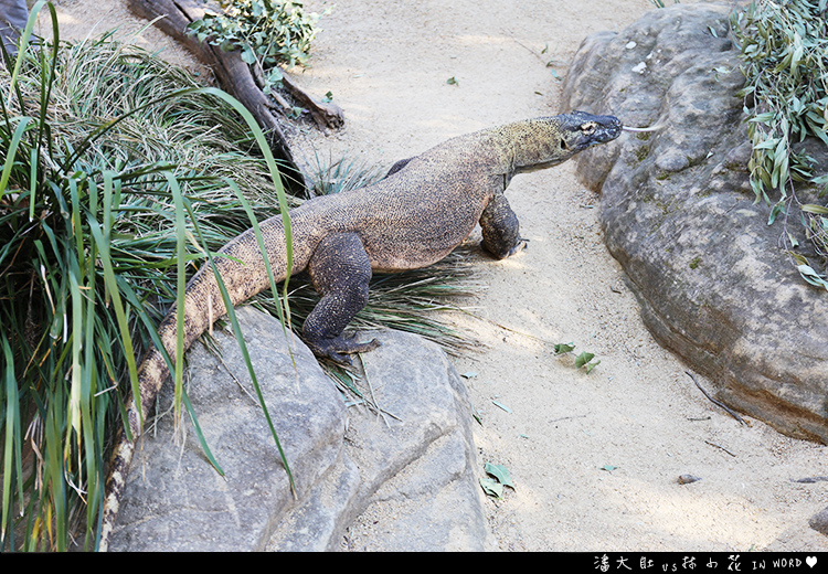 塔龍加動物園23