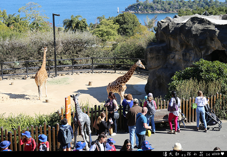 塔龍加動物園25