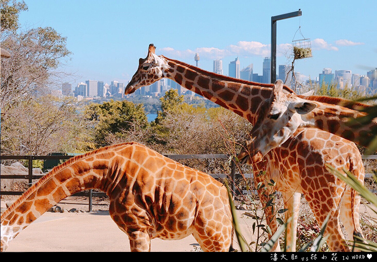 塔龍加動物園32