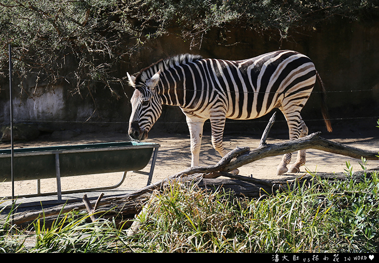 塔龍加動物園33