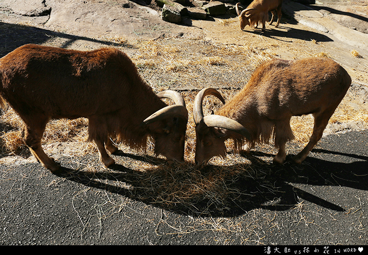 塔龍加動物園34