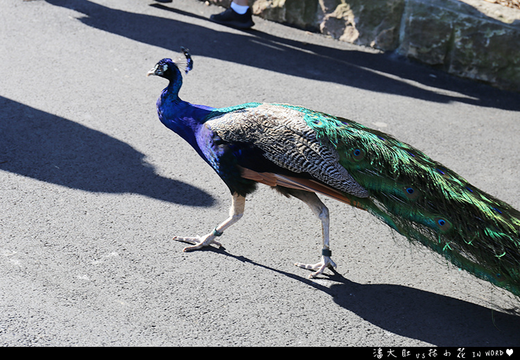 塔龍加動物園38