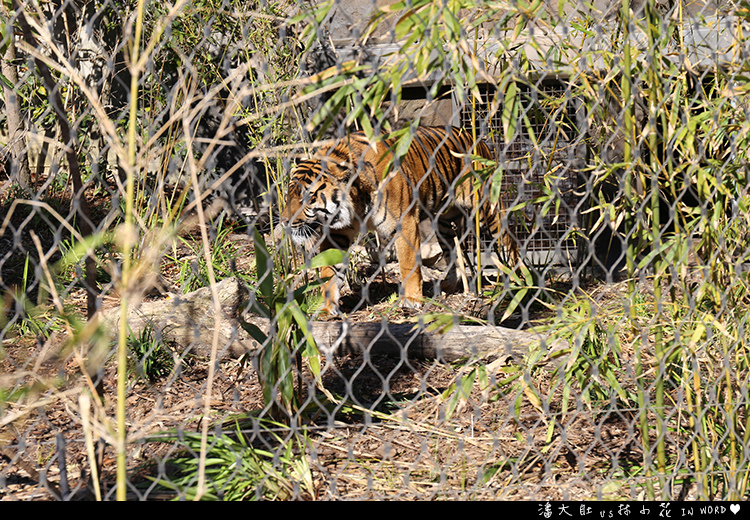 塔龍加動物園40