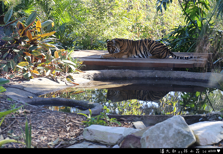 塔龍加動物園42