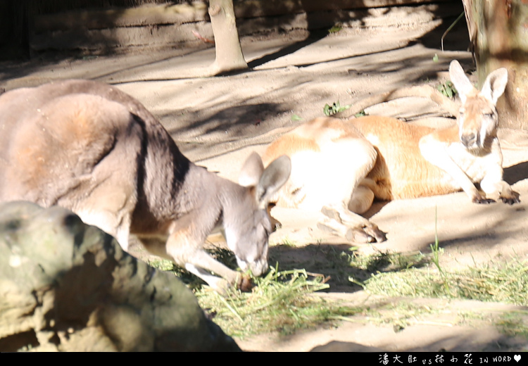 塔龍加動物園46