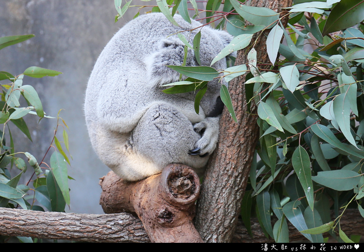 塔龍加動物園47