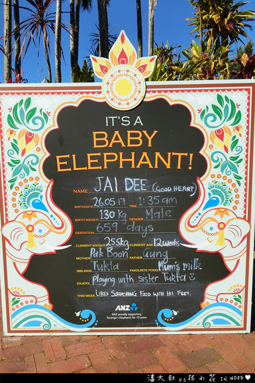 塔龍加動物園58