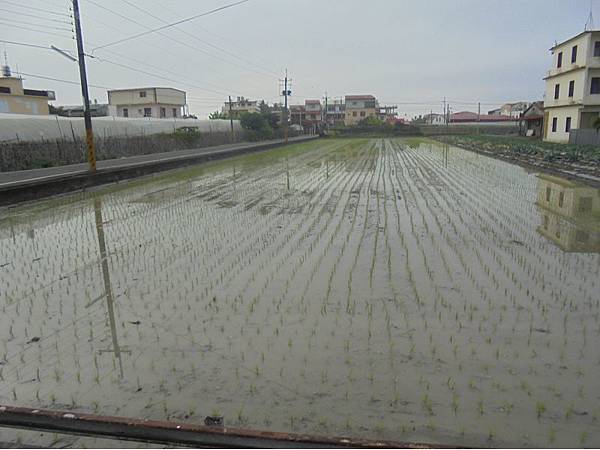 20180107旗山香蕉馬 (39).jpg