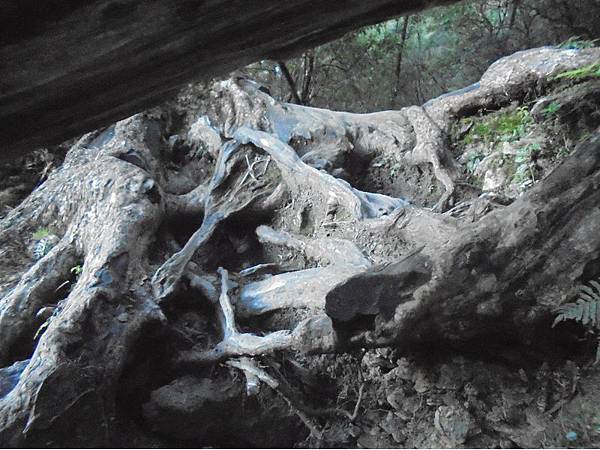 20191109北大武山單攻 (22).jpg 20191109北大武山單攻 (22).jpg