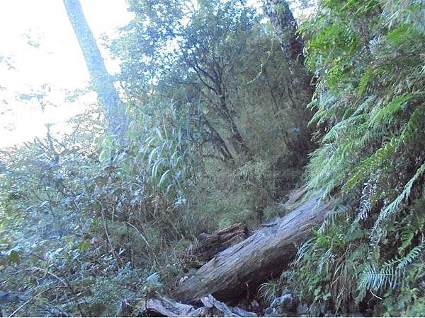 20191109北大武山單攻 (30).jpg 20191109北大武山單攻 (30).jpg