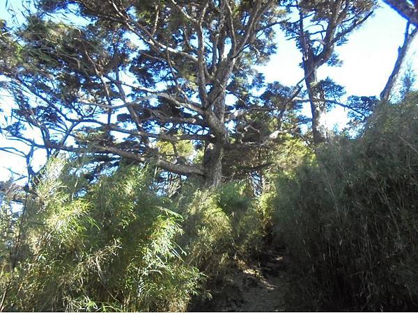 20191109北大武山單攻 (40).jpg 20191109北大武山單攻 (40).jpg