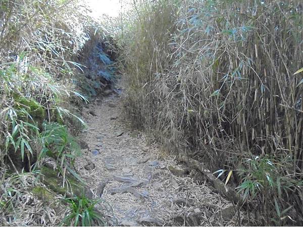 20191109北大武山單攻 (36).jpg 20191109北大武山單攻 (36).jpg