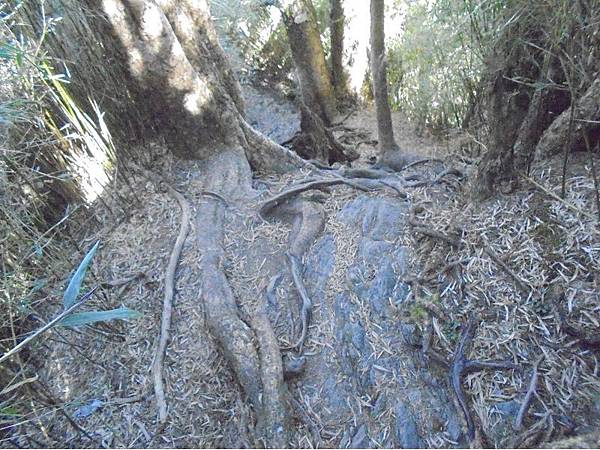 20191109北大武山單攻 (55).jpg 20191109北大武山單攻 (55).jpg