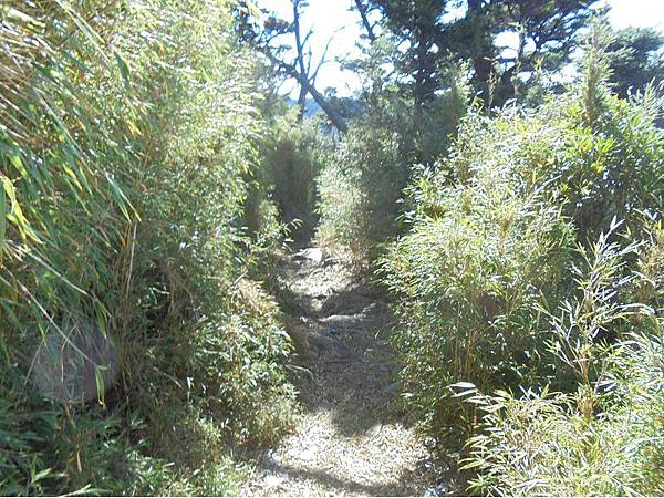 20191109北大武山單攻 (71).jpg 20191109北大武山單攻 (71).jpg