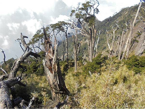 20191109北大武山單攻 (74).jpg 20191109北大武山單攻 (74).jpg