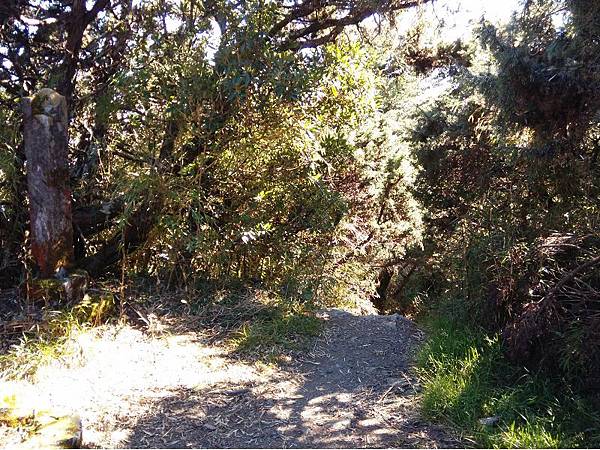 20191109北大武山單攻 (77)d.jpg 20191109北大武山單攻 (77)d.jpg