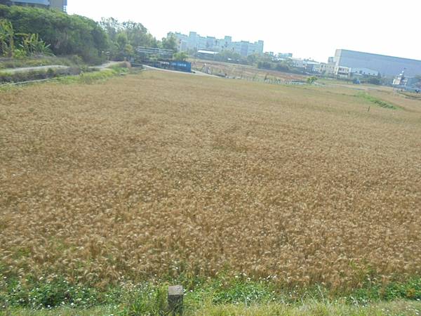 DSC07966(001).jpg DSC07966(001).jpg