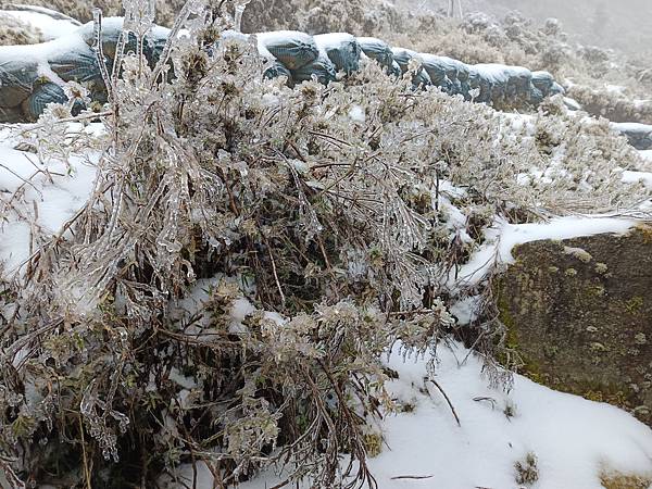 20250319困守嘉明山屋 20250319困守嘉明山屋