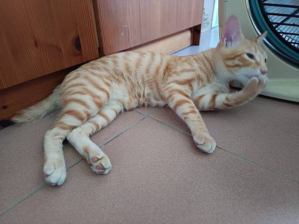 往武林盟主前進