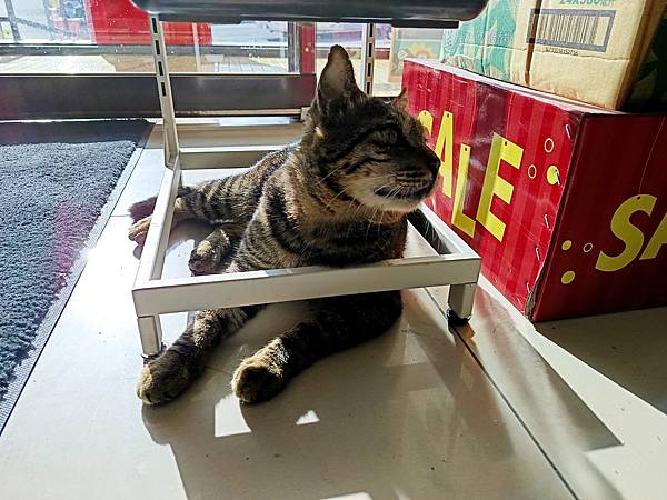 友善職場店貓