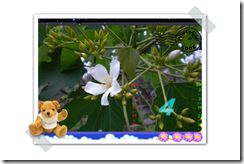 桐花 桐花