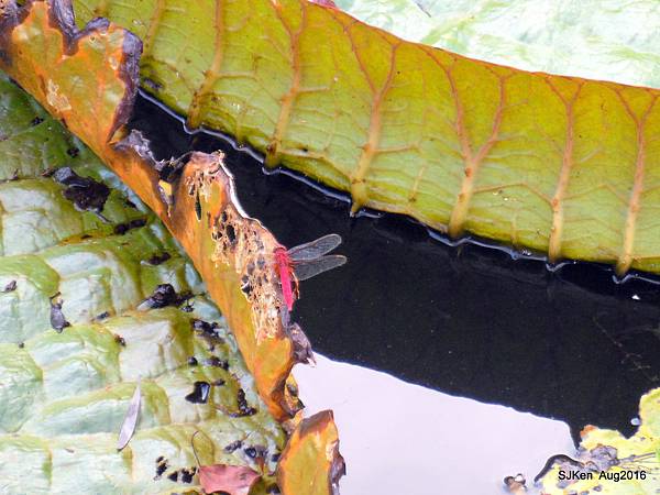 27-DSCN5701.JPG 27-DSCN5701.JPG