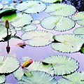 11-DSCN5629.JPG