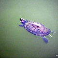 47-DSCN6970.JPG
