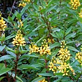 52-DSCN6993.JPG
