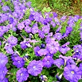 58-DSCN6991.JPG