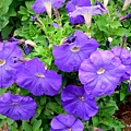 59-DSCN6995.JPG