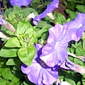 60-DSCN6994.JPG