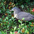 74-DSCN7019.JPG