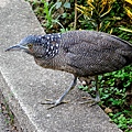 77-DSCN7023.JPG