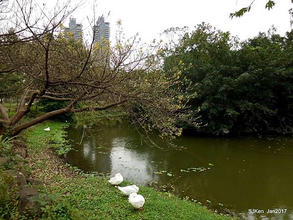 台北輕旅行 大安森林公園 4 3 生態池水鳥下篇 Sjken 的浮光掠影 影評 美食 旅行與創作生活手記 痞客邦