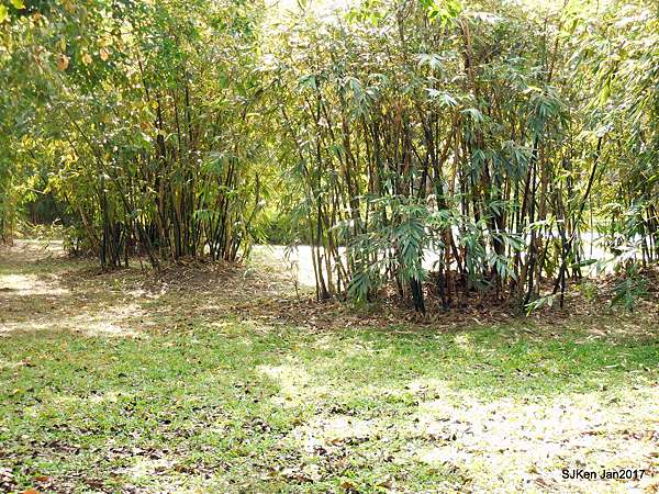 台北輕旅行 大安森林公園 4 4 花草樹木篇 Sjken 的浮光掠影 影評 美食 旅行與創作生活手記 痞客邦