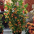 47-DSCN6260.JPG