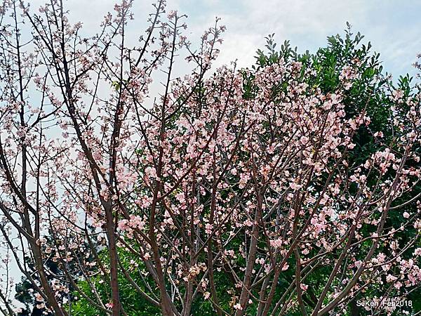 31-P_20180227_120934_vHDR_Auto_HP.JPG 31-P_20180227_120934_vHDR_Auto_HP.JPG