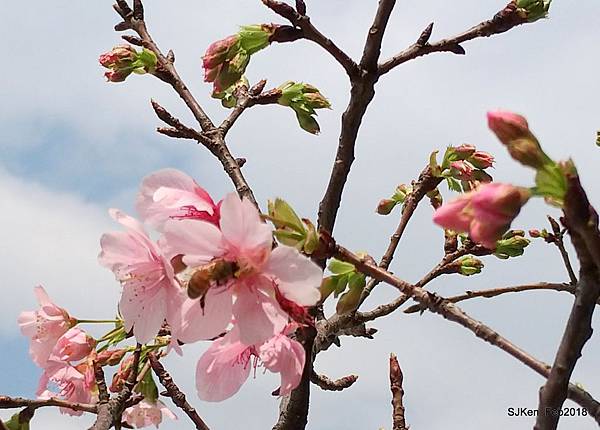 43-P_20180227_124101_vHDR_Auto.JPG 43-P_20180227_124101_vHDR_Auto.JPG